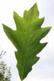 Quercus &times; heterophylla
