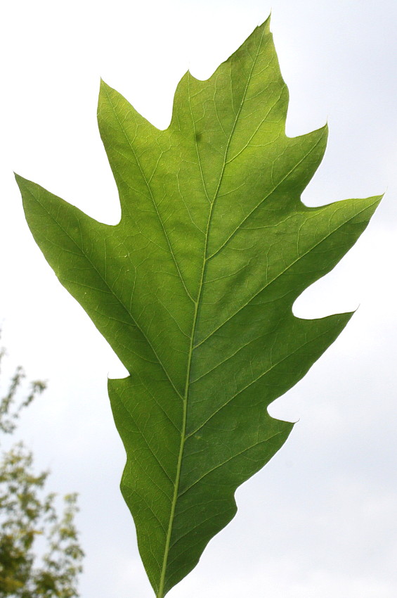 Image of Quercus × heterophylla specimen.