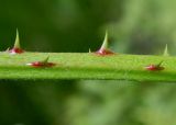 genus Rubus