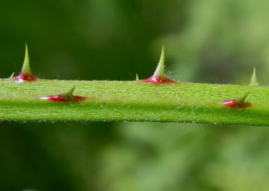 Image of genus Rubus specimen.