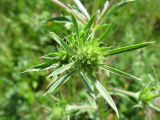 Eryngium planum