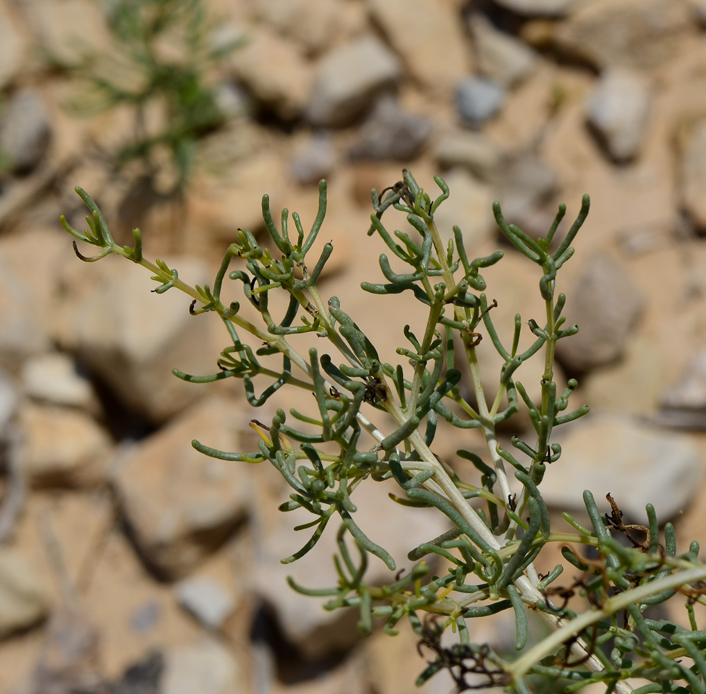 Image of Seidlitzia rosmarinus specimen.