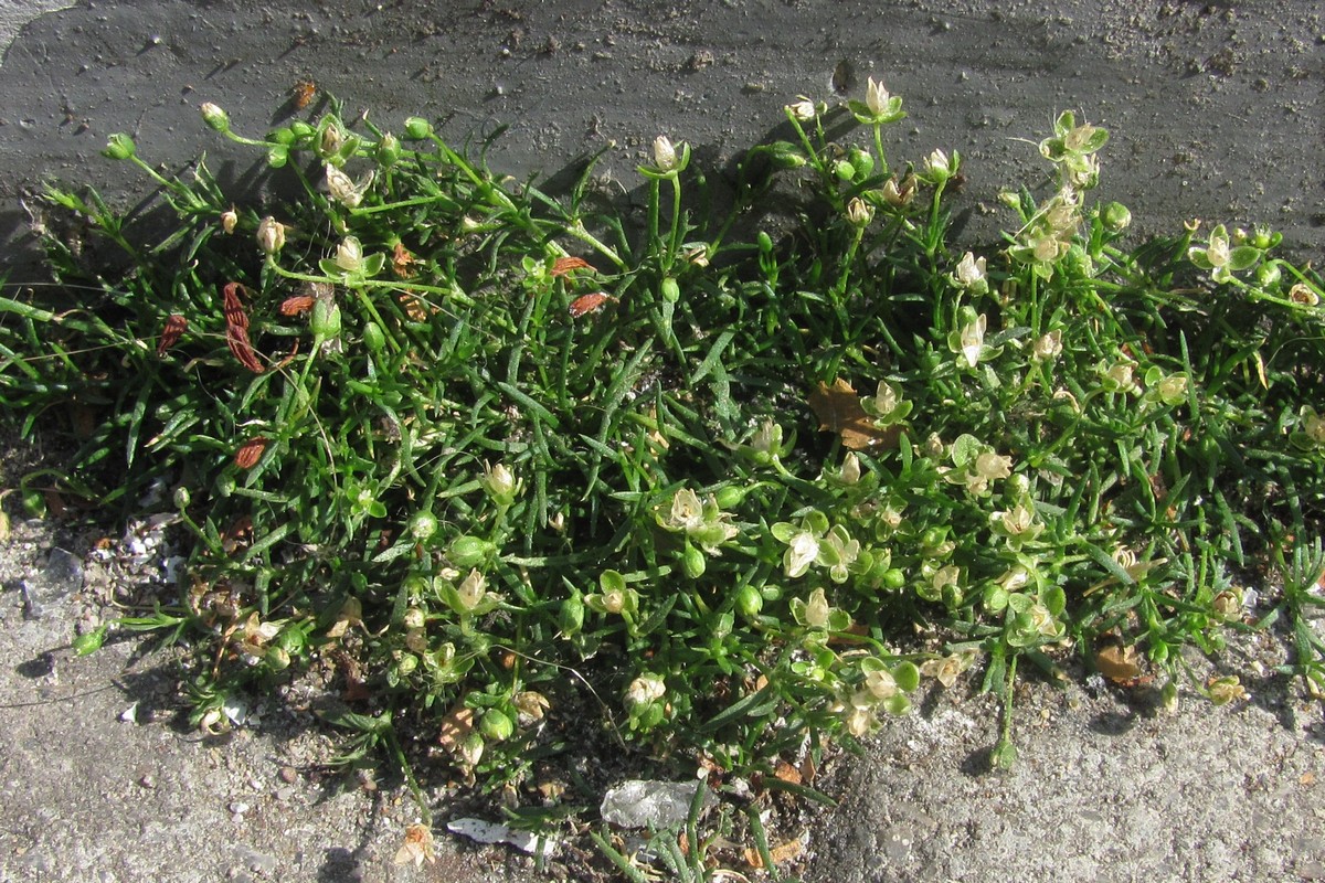 Image of Sagina procumbens specimen.