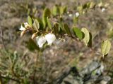 Chamaedaphne calyculata. Побег с цветками. Санкт-Петербург, Выборгский р-н, парк «Сосновка». 19.05.2014.