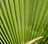 Washingtonia robusta. Средние части сегментов листа. Германия, г. Дюссельдорф, Ботанический сад университета. 03.07.2014.