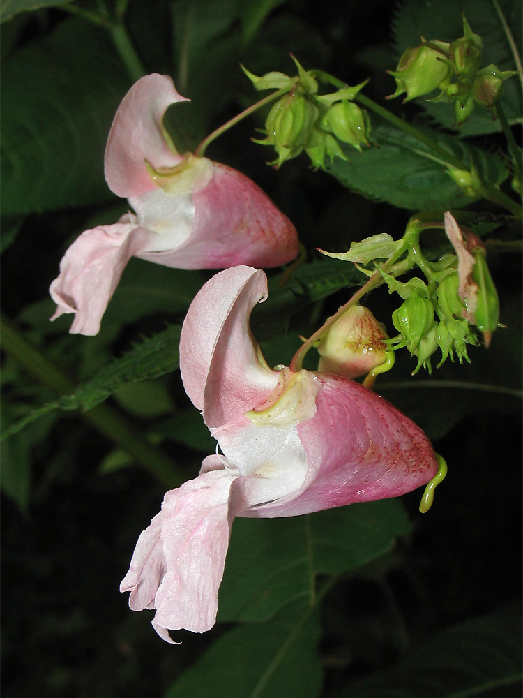 Изображение особи Impatiens glandulifera.