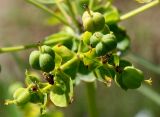 Euphorbia lucida