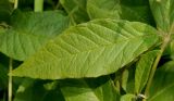 Lysimachia vulgaris. Лист. Германия, г. Дюссельдорф, Ботанический сад университета. 04.09.2014.