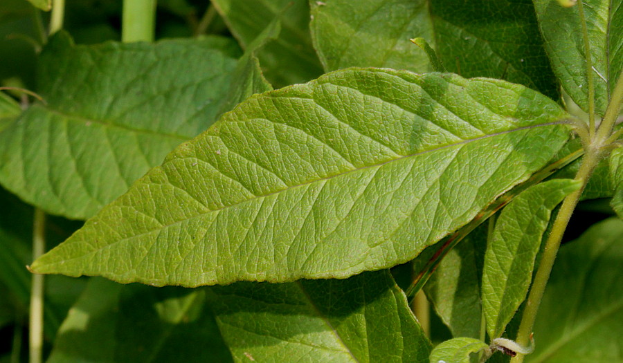 Image of Lysimachia vulgaris specimen.