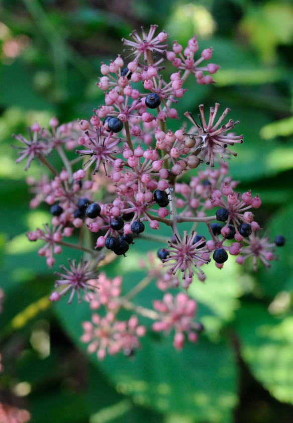 Image of Aralia continentalis specimen.