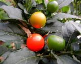 Solanum pseudocapsicum. Плоды в разных стадиях созревания. Италия, регион Венето, Парона ди Вальполичелла, гостиничный двор, в культуре. 21.07.2014.