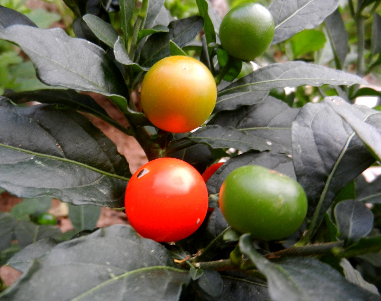 Изображение особи Solanum pseudocapsicum.