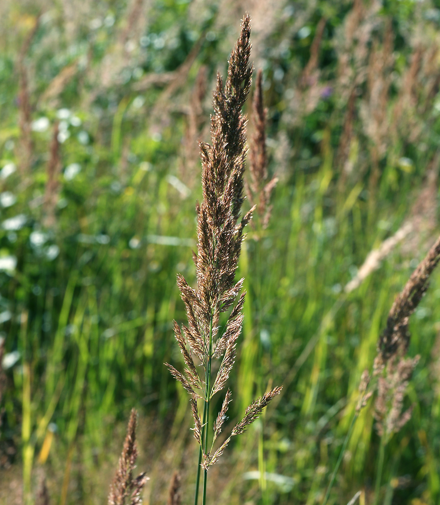 Image of Calamagrostis epigeios specimen.