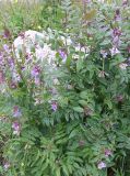 Vicia sepium