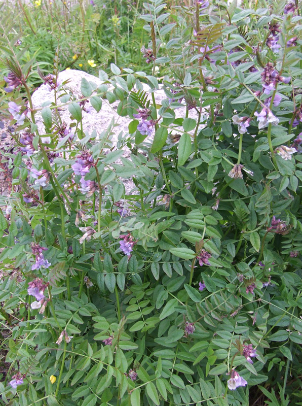 Image of Vicia sepium specimen.