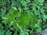 Matteuccia struthiopteris
