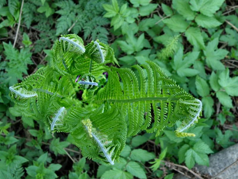 Изображение особи Matteuccia struthiopteris.