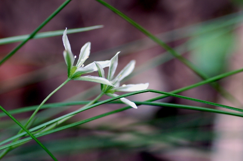 Image of Lloydia triflora specimen.