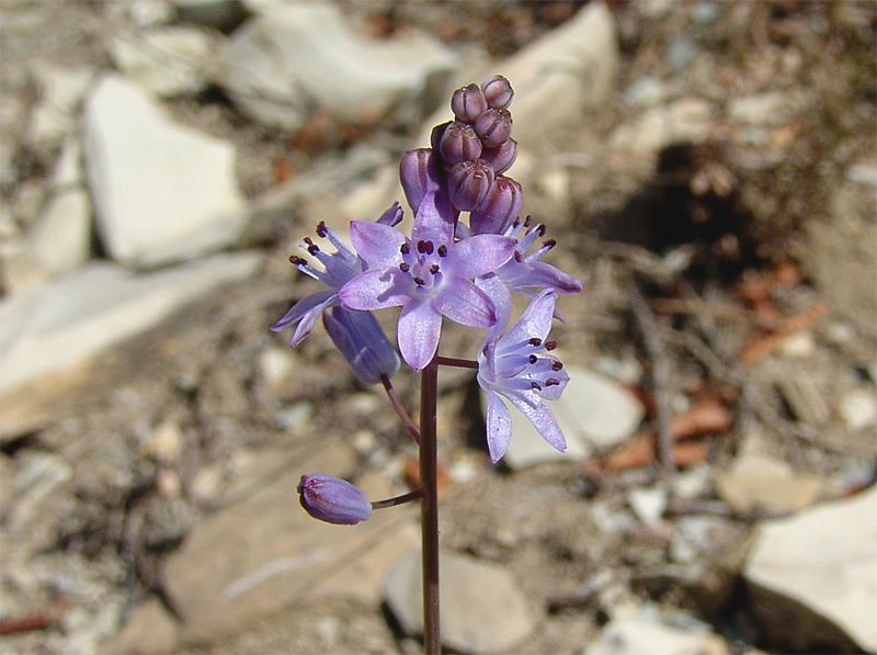 Image of Prospero autumnale specimen.