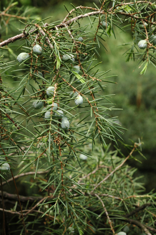 Image of Juniperus rigida specimen.