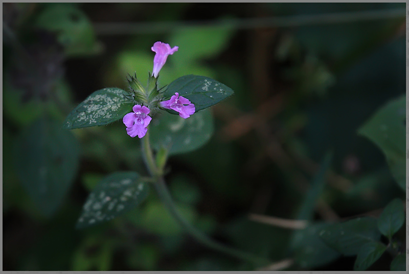 Изображение особи Clinopodium vulgare.