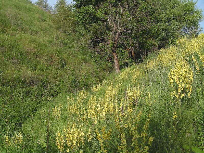 Image of Verbascum marschallianum specimen.