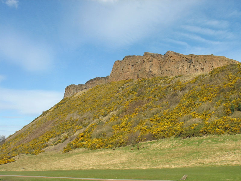 Image of Ulex europaea specimen.