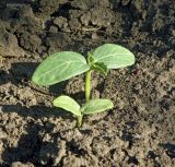 Cucumis sativus. Ювенильные растения. Краснодарский край, Кущёвский р-н, станица Шкуринская, между забором и тротуаром. 7 июля 2015 г.