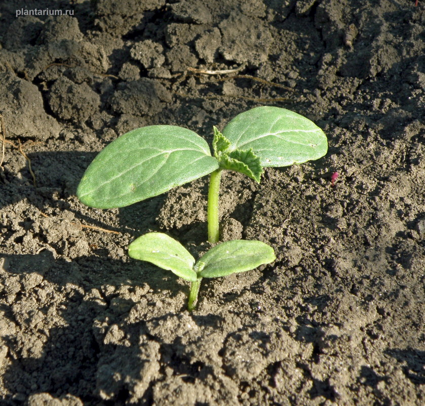 Изображение особи Cucumis sativus.