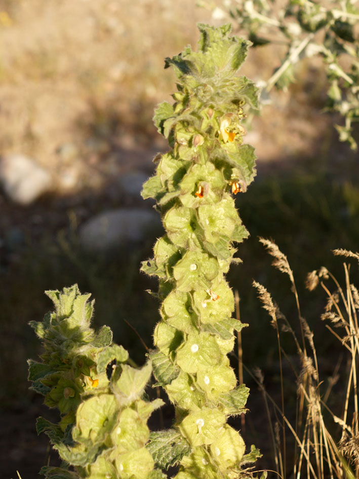 Изображение особи Eremostachys isochila.