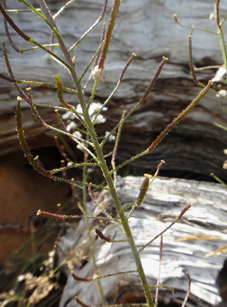 Изображение особи Dontostemon pinnatifidus.