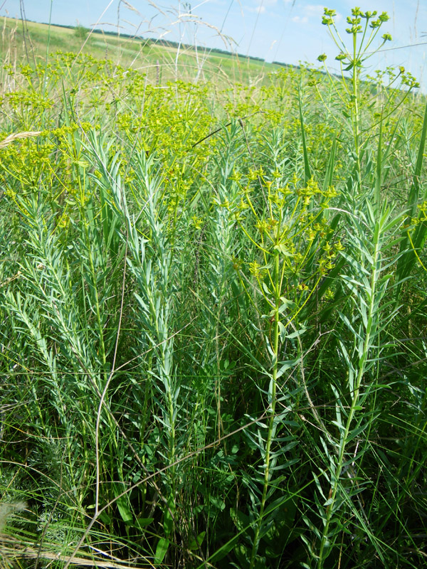 Image of Euphorbia seguieriana specimen.