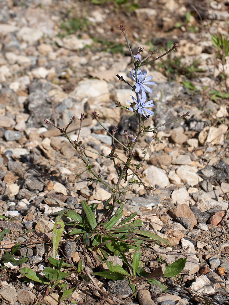 Image of Cichorium intybus specimen.