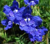 Delphinium grandiflorum