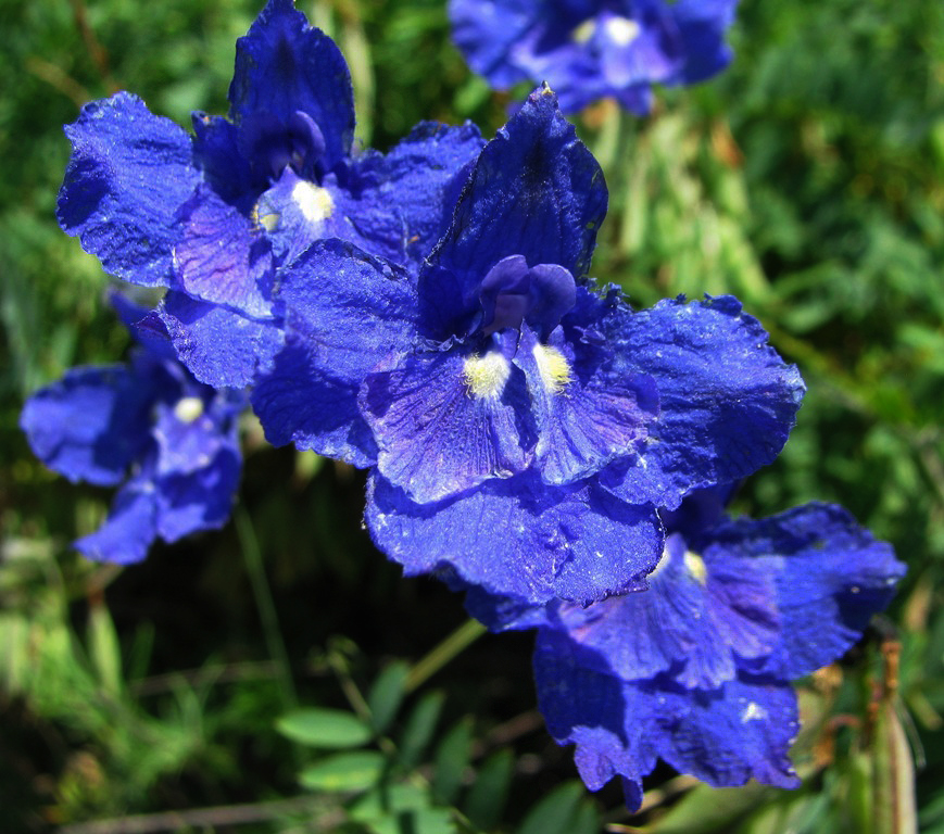 Image of Delphinium grandiflorum specimen.