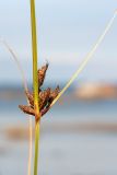 Bolboschoenus maritimus