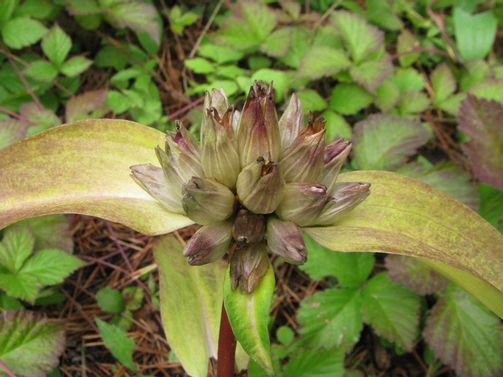 Изображение особи Gentiana macrophylla.