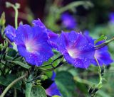 Ipomoea purpurea. Цветки с каплями дождя. Московская обл., Раменский р-н, окр. дер. Хрипань, садовый участок. 22.09.2015.