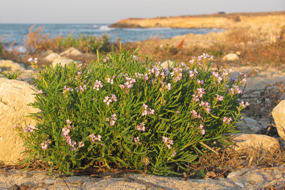 Image of Cakile euxina specimen.