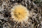 Carlina gummifera
