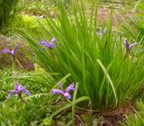 Iris ruthenica