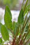 Rumex thyrsiflorus