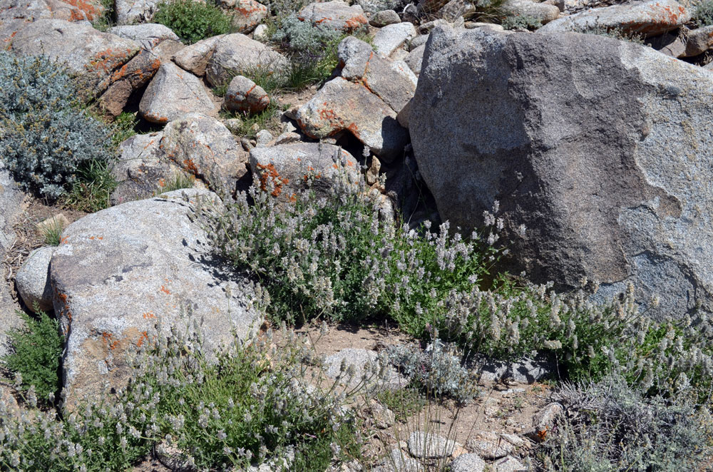 Image of Nepeta podostachys specimen.