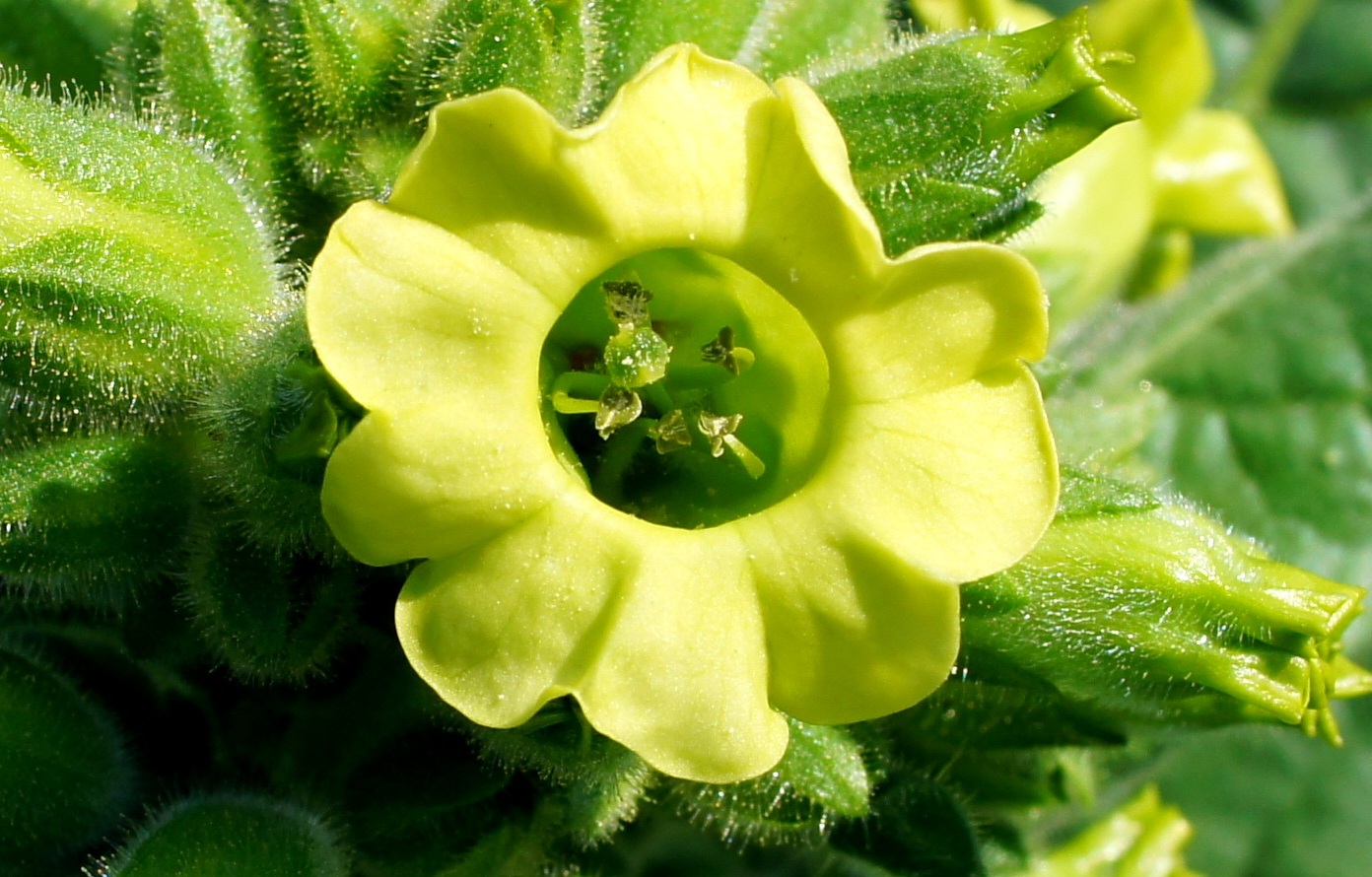 Изображение особи Nicotiana rustica.