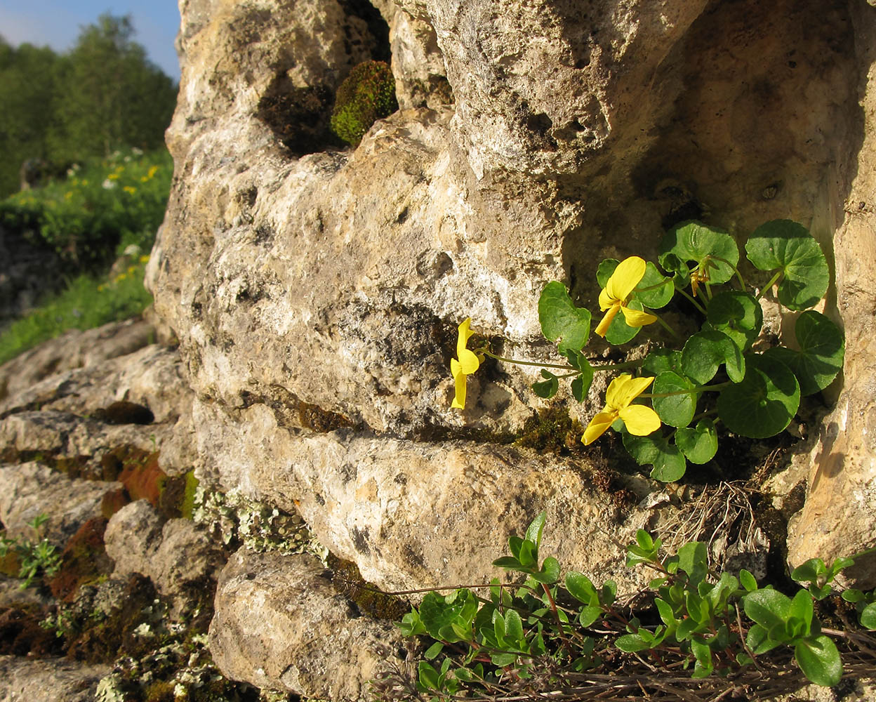 Image of Viola caucasica specimen.