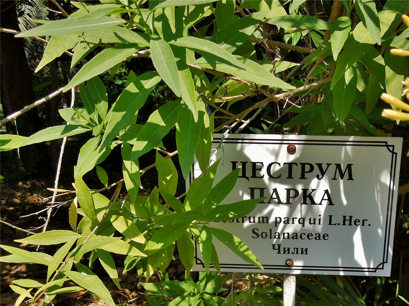 Изображение особи Cestrum parqui.