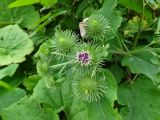 Arctium lappa