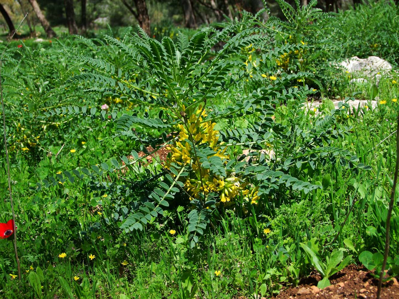 Image of Astragalus macrocarpus specimen.