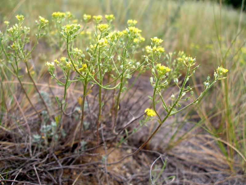 Image of Odontarrhena tortuosa specimen.