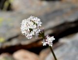 Valeriana alpestris